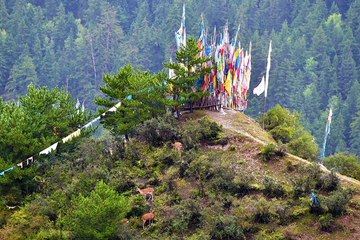 Sika Deer in Tiebu Nature Reserve | Photo by Liu Bin